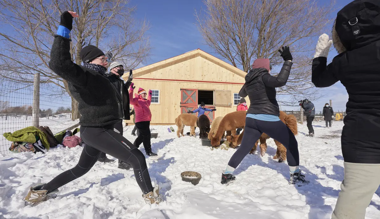 Sarah Hinchcliffe (kiri) mengikuti kelas Yoga Salju bersama Alpaca di salju di Brae Ridge Farm and Sanctuary dekat Guelph, Ontario, pada 20 Februari 2022. Selusin orang mengikuti kelas yoga di luar ruangan dikelilingi oleh alpaca di musim dingin Kanada yang membekukan. (Geoff Robins / AFP)