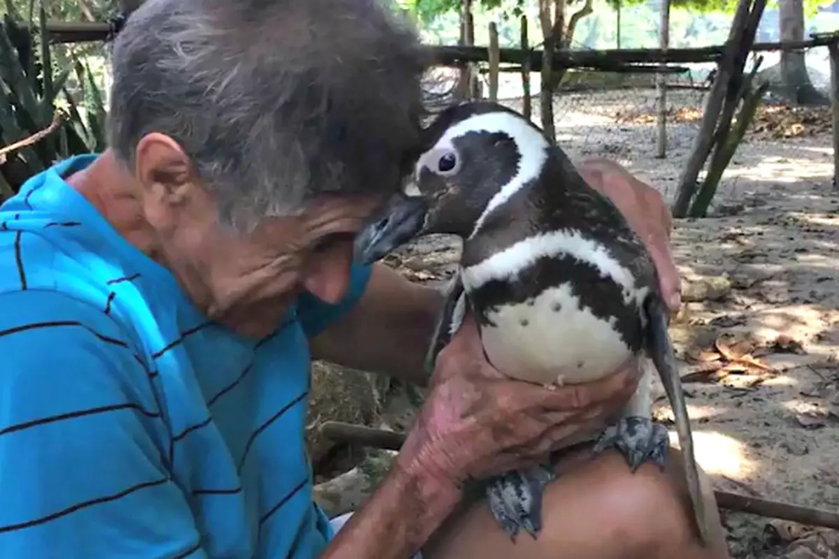 Persahabatan Penguin dan Manusia Penolongnya