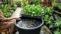 Cara Menanam Sawi Sekaligus Beternak Ikan Lele dalam Satu Kolam, 6 Langkah Mandiri Pangan