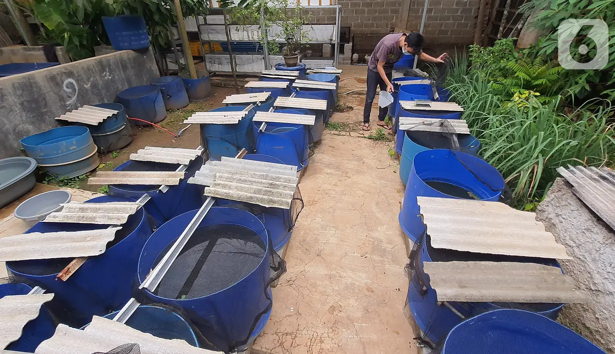 Stiadi mengambil Ikan guppy atau Poecilia reticulata di Pondok Jagung, Tangerang Selatan, Kamis (10/8/2020). Ikan guppy berkelamin jantan memiliki bentuk sirip yang indah sedangkan betina warnanya cenderung kusam. (Liputan6.com/Fery Pradolo)
Stiadi menunjukkan Ikan guppy atau Poecilia reticulata di