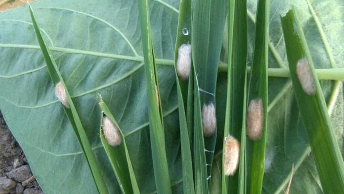 Hama Penggerak Batang Padi ( PBP) merupakan hama utama pada tanaman padi. Kerugian hasil akibat serangan hama ini cukup besar, dengan menurunkan kuantitas dan kualitas produksi padi.