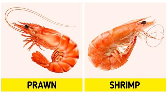 Serupa Tapi Tak Sama, 9 Makanan Ini Sering Disalahartikan