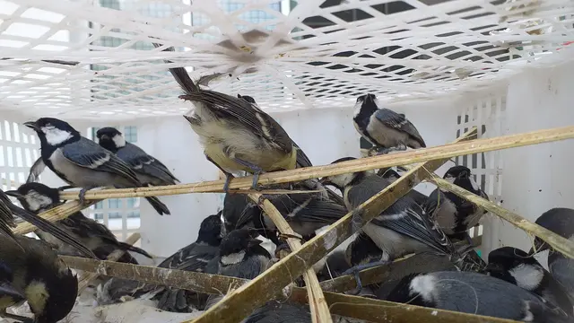 Barang bukti penyelundupan burung liar yang berhasil digagalkan oleh FLIGHT dan Karantina Lampung di Pelabuhan Bakauheni, Lampung Selatan. Foto : (Istimewa).