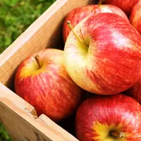 Ilustrasi buah apel (iStock)