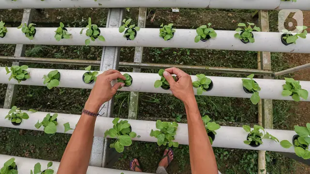 Selama pandemi Covid-19 permintaan sayur hidroponik jenis bayam meningkat di Serua Farm, Depok.