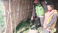 Kambing-Kambing Warga di Lereng Gunung Lawu Mati Misterius