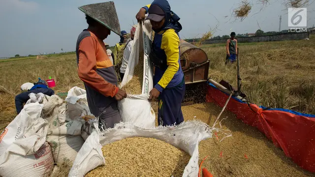 Serangan Hama dan Cuaca Buruk, Hasil Panen Padi Turun di Bekasi
