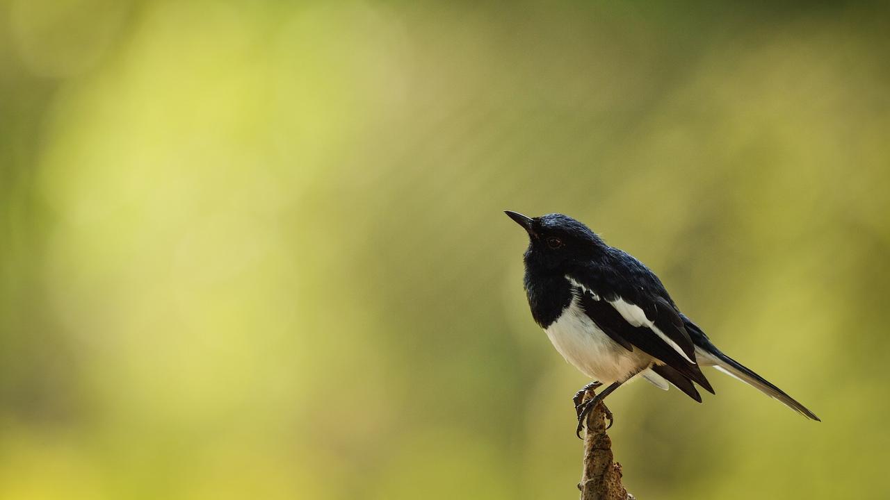 Burung Kacer atau Kucica Kampung
