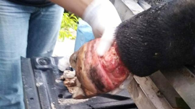 Luka menganga di kaki tapir yang kena jerat babi di kebun sawit milik masyarakat.