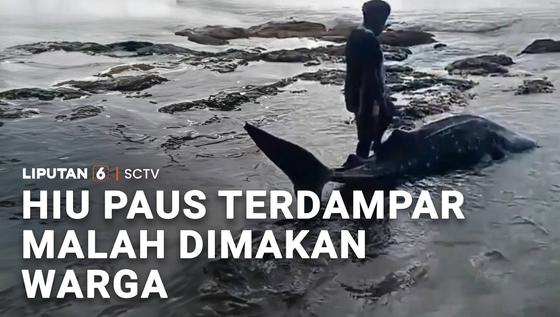 Hiu Paus Terdampar, Malah Dimakan Warga