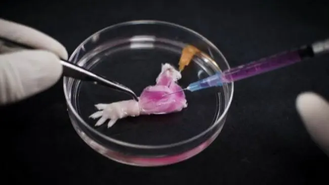 Kaki tikus buatan lab. (Sumber National Public Radio)