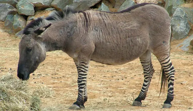 Zeedonk, makhluk hibrida zebra dan keledai. (Sumber Wikimedia Commons)