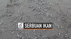 Ribuan ikan mendadak menyerbu pantai di Mamuju. Hal ini mengundang warga untuk datang dan berburu ikan dengan alat sederhana.