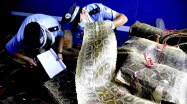 Polisi  memeriksa kulit piton yang berhasil disita di Linyi, Provinsi Shandong, China, 17 Juli 2015. Petugas menangkap dua pria yang diduga komplotan perdagangan satwa liar ilegal dan menyita lebih dari 900 kulit ular piton. (REUTERS/Stringer CHINA OUT)