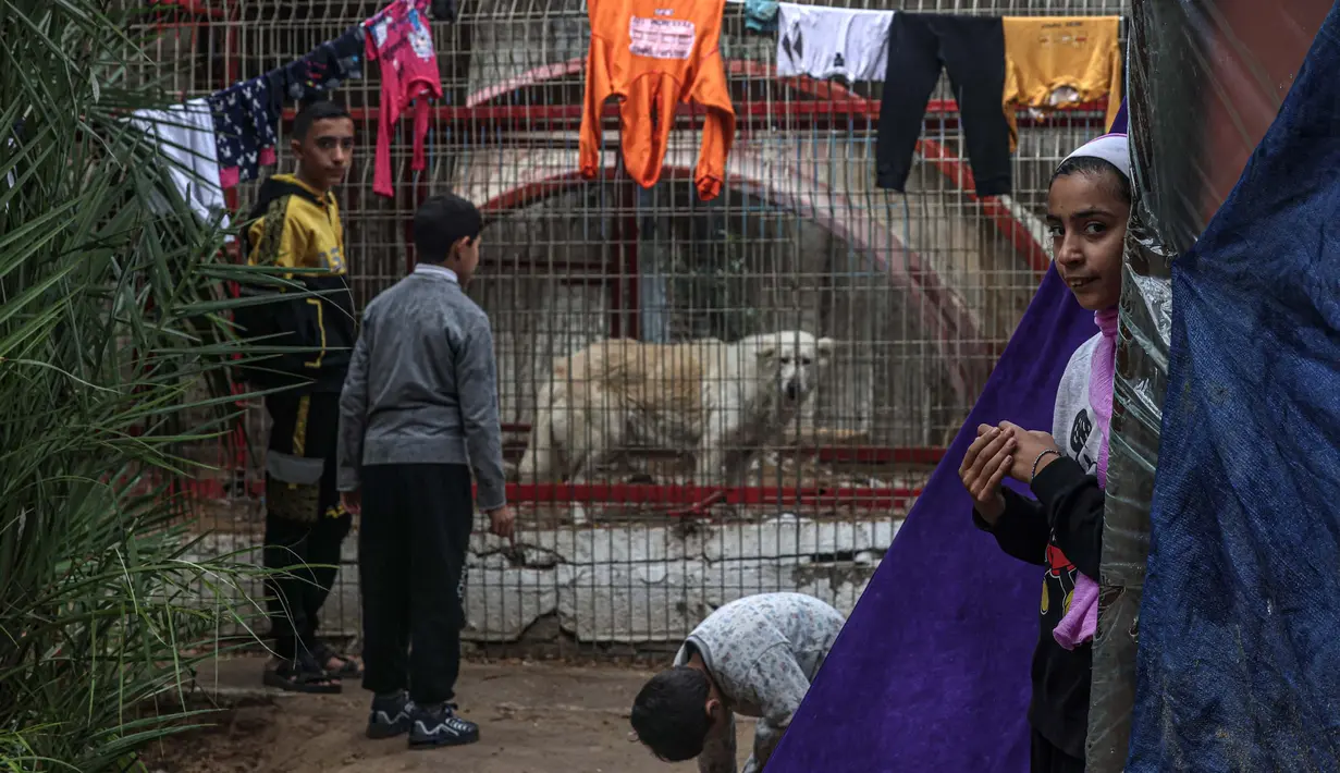 Sebuah keluarga Palestina yang mengungsi berlindung di dekat kandang hewan di kebun binatang di Rafah di Jalur Gaza Selatan, pada 2 Januari 2024. (Foto: AFP)