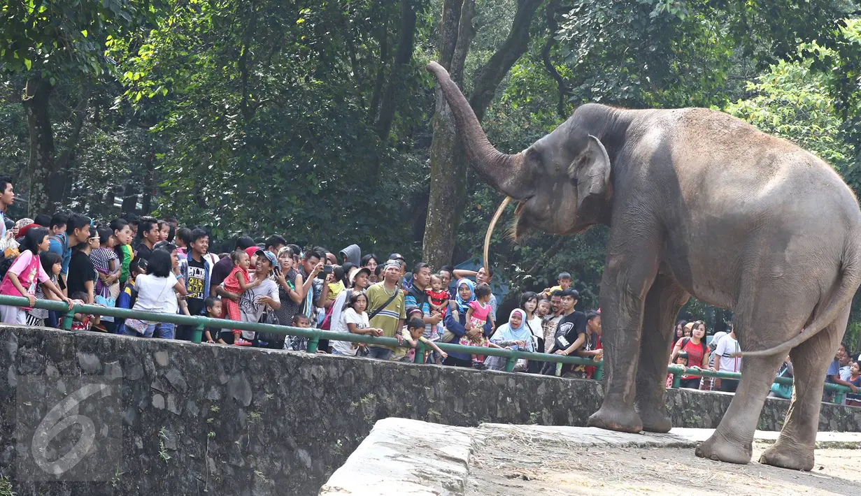 Sejumlah warga melihat gajah Sumatera di Taman Margasatwa Ragunan, Jakarta, Kamis (7/7). Sampai pukul 15.00 WIB, jumlah pengunjung Ragunan pada hari kedua Lebaran ini sekitar 104.000 orang. (Liputan6.com/Immanuel Antonius)