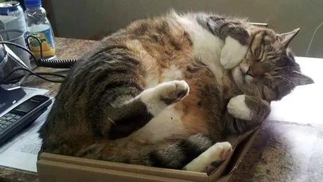 Foto kucing tidur