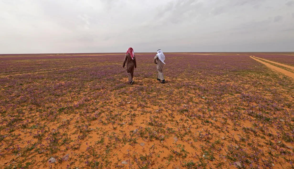 Orang-oran berjalan di gurun pasir yang diselimuti bunga lavender di kota Rafha, dekat perbatasan dengan Irak, pada 13 Februari 2023. Akibat curah hujan yang melimpah, terutama di wilayah barat Arab Saudi, beberapa daerah jadi tertutup tanaman hijau secara tidak biasa. (Fayez Nureldine / AFP)