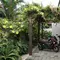 8 Cara Membuat Teras Lebih Teduh Menggunakan Kombinasi Tanaman Rambat dan Pergola