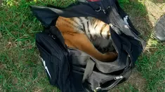 Foto yang disediakan 30 April 2018 memperlihatkan anak harimau di dalam tas yang disita di perbatasan dekat Brownsville, Texas. Anak harimau itu ditinggalkan orang-orang yang mencoba masuk Amerika secara ilegal. (U.S. Customs and Border Protection via AP)