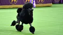 Siba, pudel standar bersaing untuk memenangkan Best in Show di Westminster Kennel Club Dog Show ke-144 di New York, Amerika Serikat, Selasa (11/2/2020). Westminster Kennel Club Dog Show ke-144 berlangsung pada tanggal 8 hingga 11 Februari 2020. (Johannes EISELE/AFP)