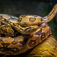 Ilustrasi mimpi banyak ular di rumah/Copyright pexels.com/Diego Madrigal