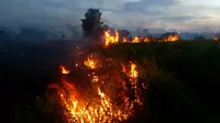 Pembakar lahan mengubah pola pembakaran dengan memanfaatkan kelemahan petugas. Akibatnya, kabut asap kembali melanda Riau. (Liputan6.com/M syukur