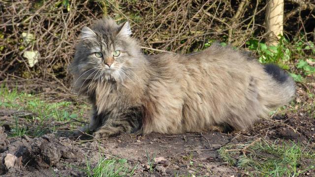 Norwegian Forest Cat