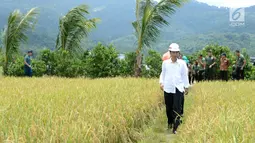 Presiden Jokowi berjalan di tengah sawah saat meninjau irigasi di Desa Waimital, Kecamatan Kairatu, Kabupaten Seram Bagian Barat (14/2). Program tersebut diharapkan Jokowi bisa meningkatkan daya beli masyarakat. (Liputan6.com/Pool/Biro Pers Setpres)