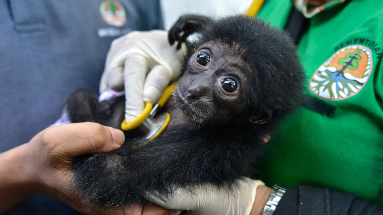 BKSDA Banda Aceh Rawat Bayi Siamang Sitaan dari Warga
