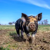 ilustrasi babi/Brett Sayles/pexels