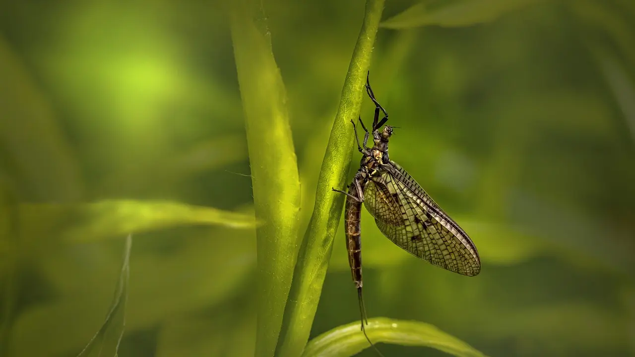 Lalat Capung