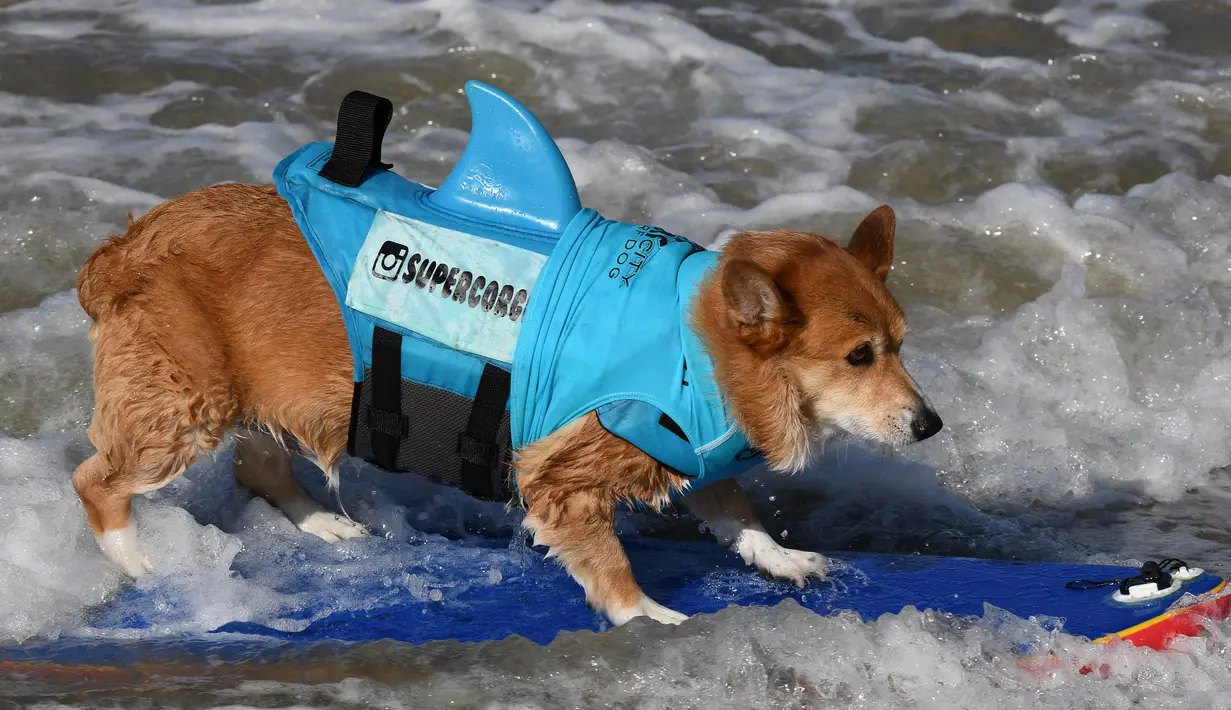 Seekor anjing mengenakan pelampung sambil menaiki papan selancar saat mengikuti Surf City Dog di Pantai Huntington, California (23/9). Kompetisi selancar untuk anjing ini juga digemari oleh penduduk setempat. (AFP Photo/Mark Ralston)