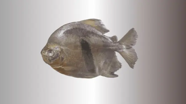 Piranha Jenis Baru