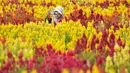 Seorang pengunjung berswafoto saat mengunjungi Taman Bunga Celosia di Panga, provinsi Aceh, 27 Januari 2019. Taman bunga celocia tersebut banyak dikunjungi wisatawan dari berbagai daerah setelah sempat viral di media sosial. (CHAIDEER MAHYUDDIN/AFP)