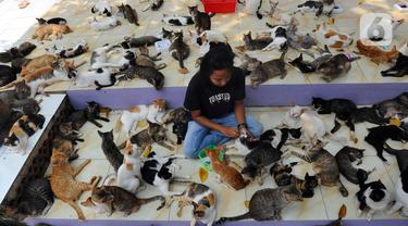 Mengunjungi Rumah Singgah Ribuan Kucing Terlantar di Parung