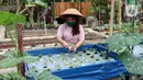 Kelompok Wanita Tani memeriksa sayuran yang ditanam di pekarangan Kompleks Pondok Arum RT 05/02, Kecamatan Karawaci, Kota Tangerang, Banten, Rabu (15/7/2020). Kelompok tersebut menyulap lahan tidur menjadi kebun untuk memenuhi stok pangan selama pandemi COVID-19. (Liputan6.com/Angga Yuniar)