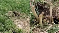 Viral video kawanan ular kecil ramai melongok dari lubang. (Sumber: TikTok/@animal.hysterics)