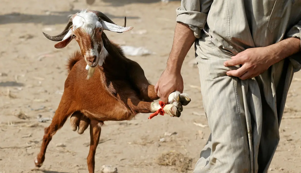 Seorang warga membawa kambing di pasar ternak untuk hewan kurban menjelang perayaan Idul Adha di Desa Al Manashi di Giza, Kairo, Mesir, Rabu (7/9). (REUTERS/Mohamed Abd El Ghany)