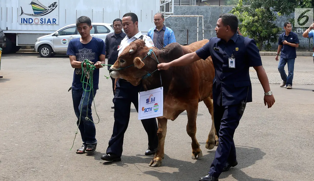 Petugas membawa seekor sapi pada acara penyerahan hewan qurban jelang Hari Raya Idul Adha 2017, di Studio 5 Indosiar, Jakarta, Kamis (31/08). (Liputan6.com/Johan Tallo)
