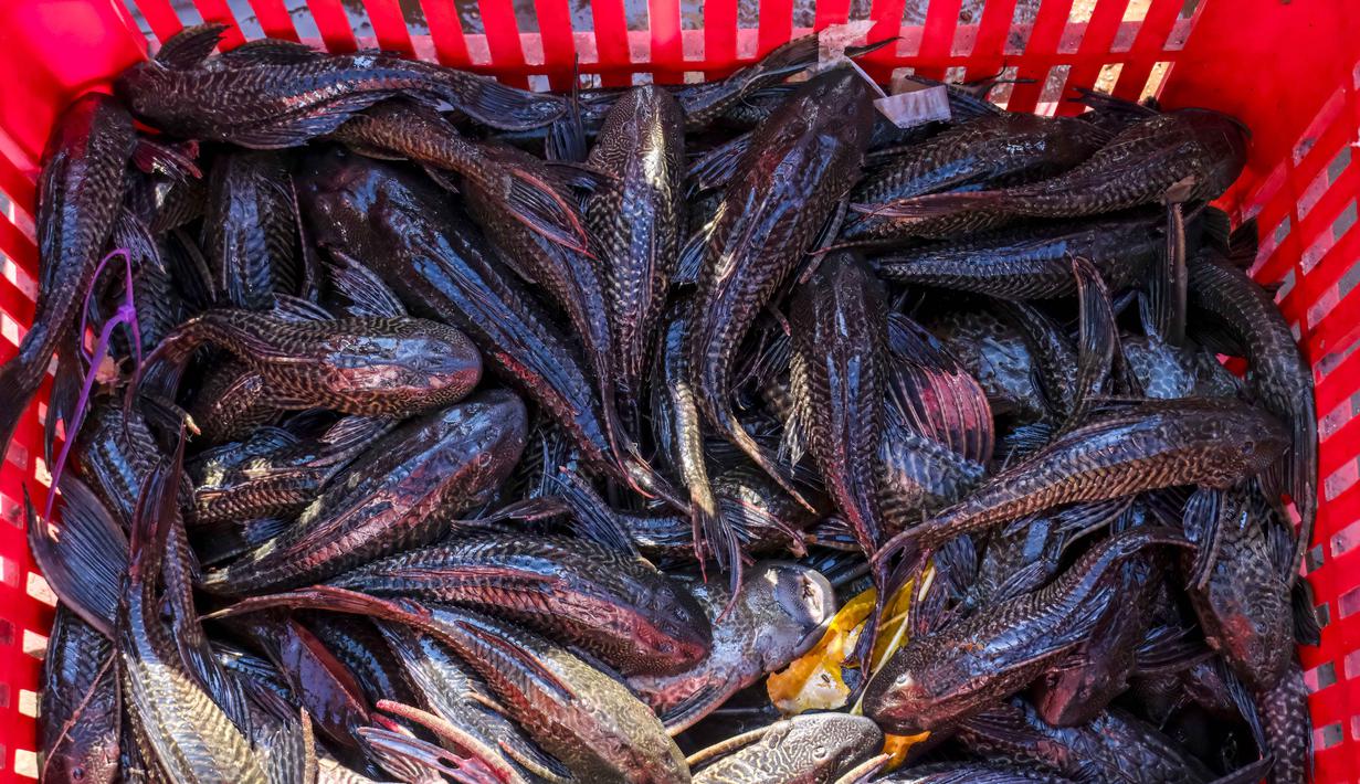 Operasi ini akan terus berlanjut sebagai langkah pemulihan kualitas perairan Jakarta. Tampak foto menunjukkan tumpukan ikan sapu-sapu, spesies invasif, yang ditangkap oleh petugas pemerintah di salah satu danau yang terhubung dengan sungai di Jakarta pada Jumat 24 April 2026. (BAY ISMOYO/AFP)