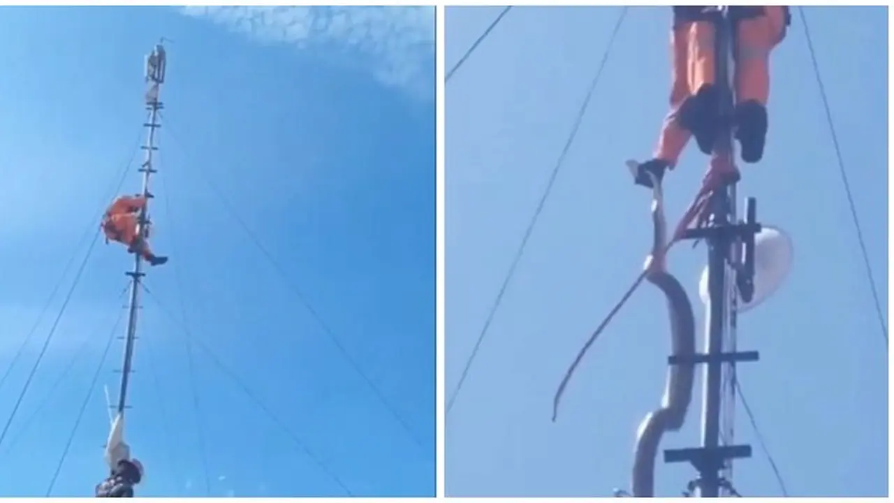Memen Evakuasi Ular Sanca di Atas Tower Pemancar Wi-Fi, Bikin Internet Lemot