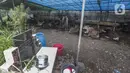 Pedagang hewan kurban mendirikan lapak dagangan di area Pemakaman Tionghoa, daerah Tanah Kusir, Jakarta, Selasa (21/7/2020). Menjelang Hari Raya Idul Adha, pedagang hewan memanfaatkan lahan kuburan untuk berjualan di tengah pandemi Covid-19 yang masih berlangsung. (Liputan6.com/Johan Tallo)