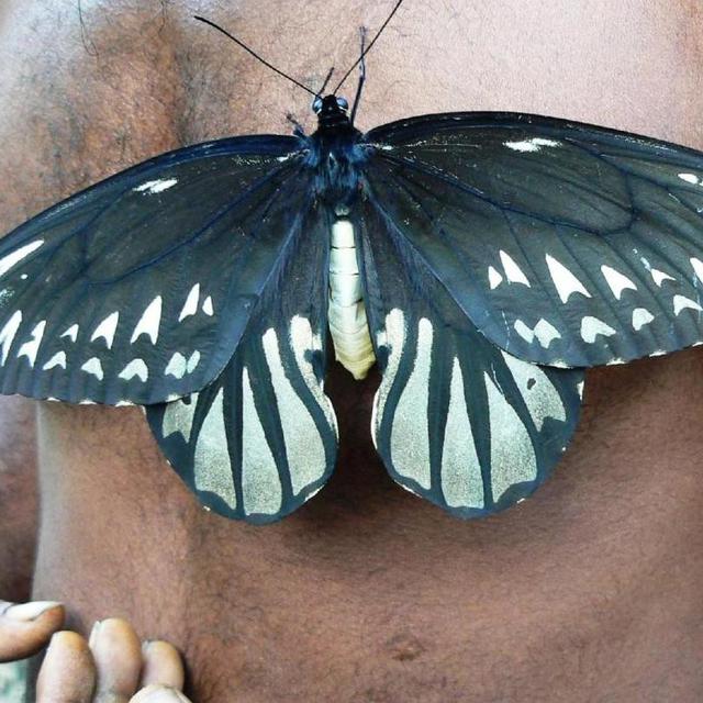 Kupu Kupu Terbesar Di Dunia Terancam Punah Ini Penyebabnya Citizen6 Liputan6 Com