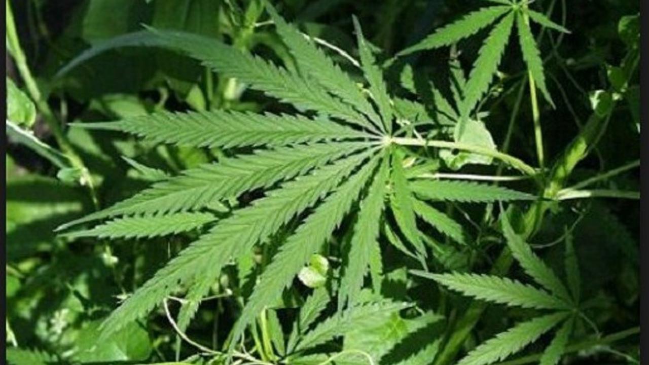 Mengapa Kamar Hotel Nomor 420 Identik dengan Ganja?