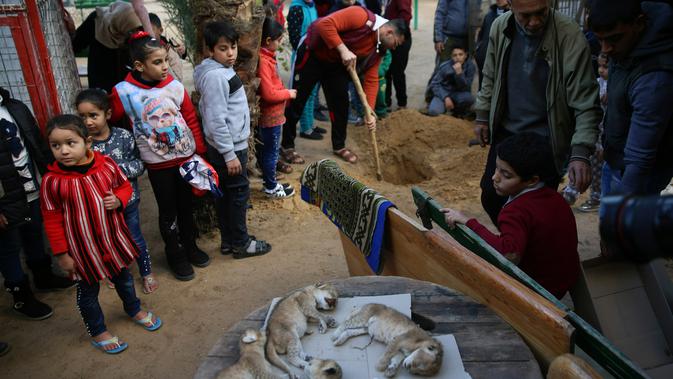 Sejumlah anak melihat mayat empat anak singa yang siap dikuburkan di kebun binatang di kamp pengungsi Rafah, Gaza (18/1). Fathi mengatakan ia menutupi sangkar singa-singa dengan selimut jelang badai musim dingin. (AP Photo/Adel Hana)