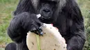 Gorila Fatou bersiap memakan kue ulang tahunnya saat berusia 61 tahun di kebun binatang Zoologischer Garten di Berlin, Jerman (13/4). Fatou adalah gorila tertua dari jenisnya yang hidup di Eropa. (AFP Photo/John Macdougall)