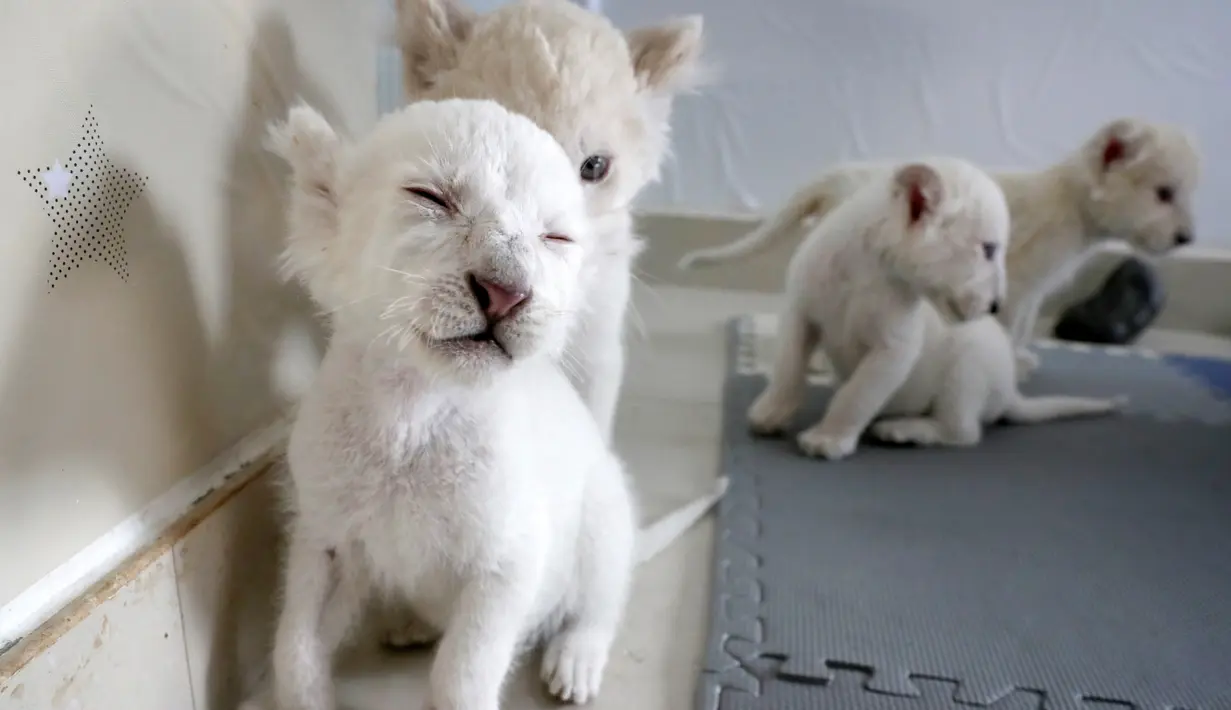 Anak singa putih kembar empat bermain satu sama lain di Taman Safari Hutan Nantong di Kota Nantong, provinsi Jiangsu, China timur, Senin (21/12/2020). Empat anak singa putih yang semuanya jantan, tersebut lahir pada 6 November 2020 lalu. (Photo by STR / AFP)