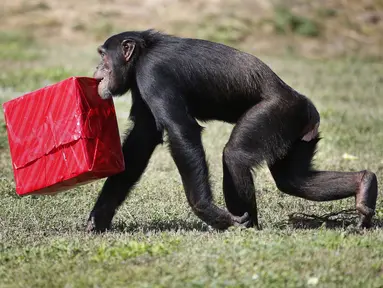 Seekor simpanse membawa hadiah Natal saat acara 'Christmas with the Chimps' di Lion Country Safari, Florida (22/12). Acara ini sudah menjadi tradisi di kebun binatang tersebut selama 20 tahun. (AFP PHOTO/Rhona Wise)