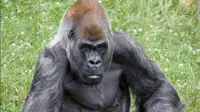 Ozzie, gorila jantan tertua di dunia, telah mati di Zoo Atlanta atau Kebun Binatang Atlanta. (Dok Zoo Atlanta)